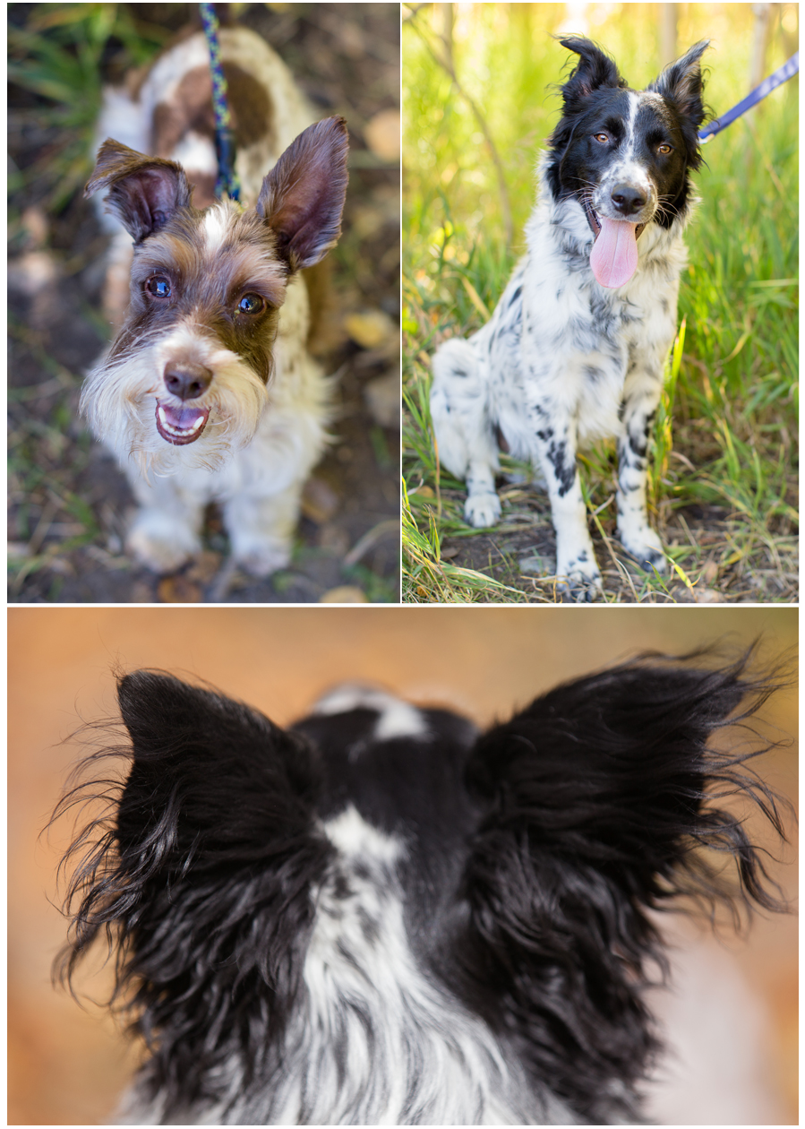 Cute doggies in engagement photos in the Colorado mountains durning fall.