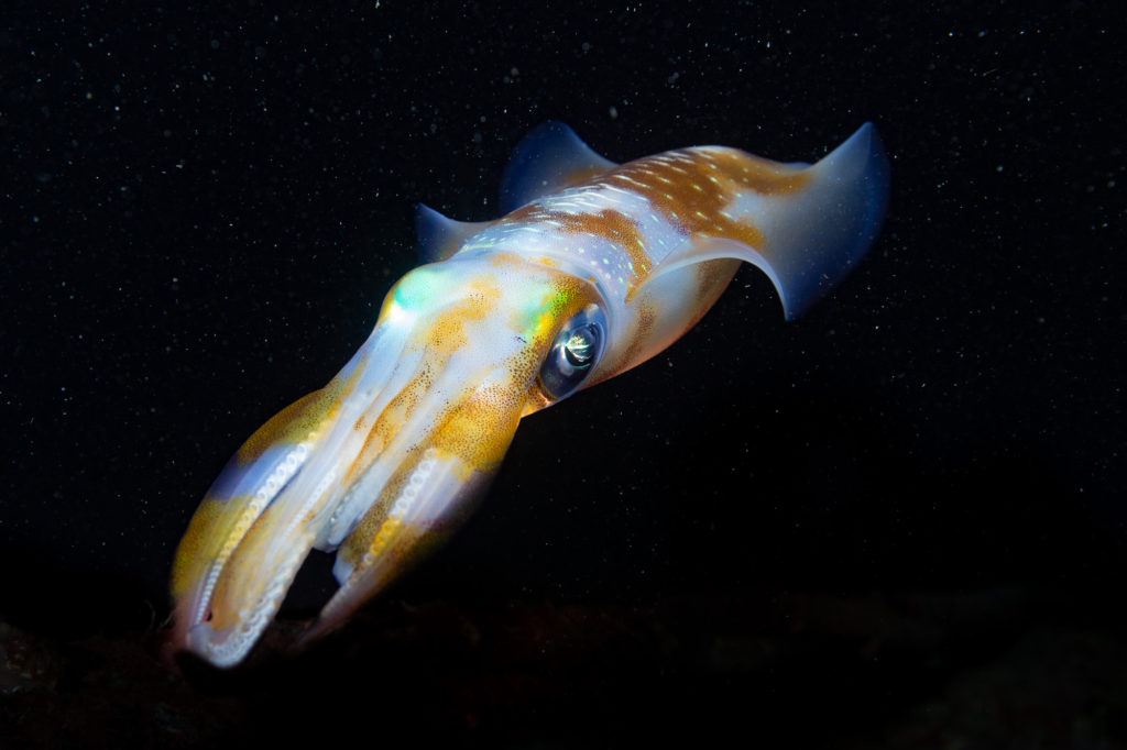Squid on a night dive in Gili T By Devon K Photographer, underwater photography
