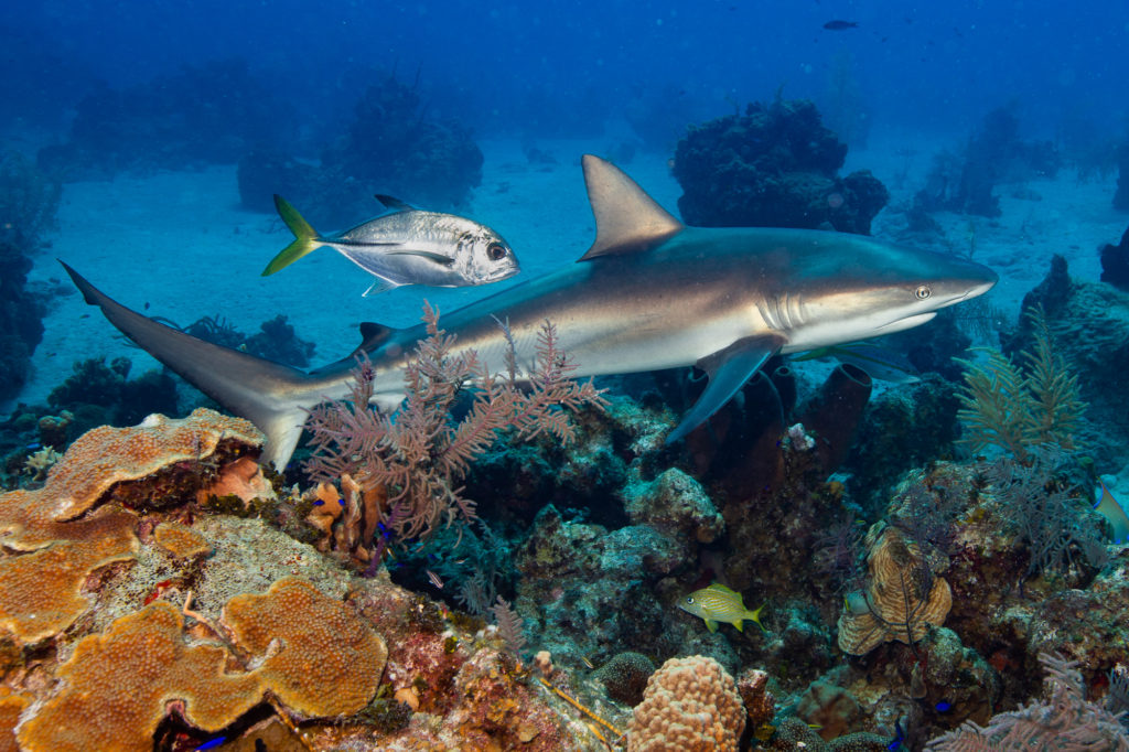 Reef shark in Turks and Caicos